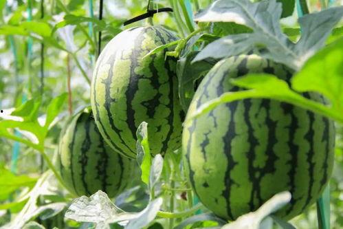 吃瓜全集免费版,揭秘娱乐圈幕后真相,带你领略明星们的真实生活 第3张 吃瓜全集免费版,揭秘娱乐圈幕后真相,带你领略明星们的真实生活 第3张